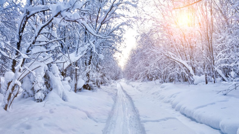 On your trip to Denmark in March, be sure to embark on a guided forest trip to famous Danish forests such as the Moesgard Forrest for breathtaking snow-covered scene A forest covered in snow in Denmark in March.