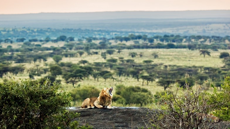 Top 10 Best National Parks in Tanzania – Overview – LIONS PAW SAFARIS