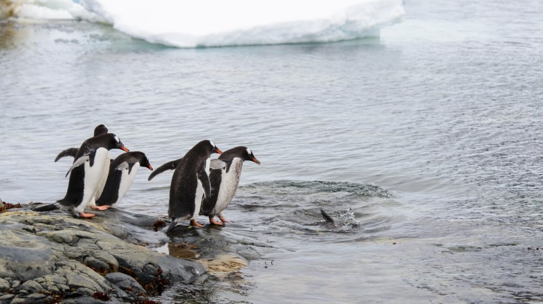 Best Beach in Antarctica