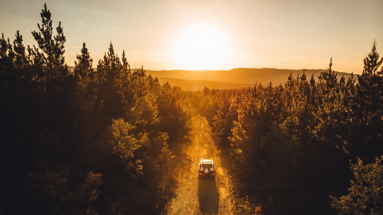 4x4 driving through pine forest in New South Wales, Australia in May.