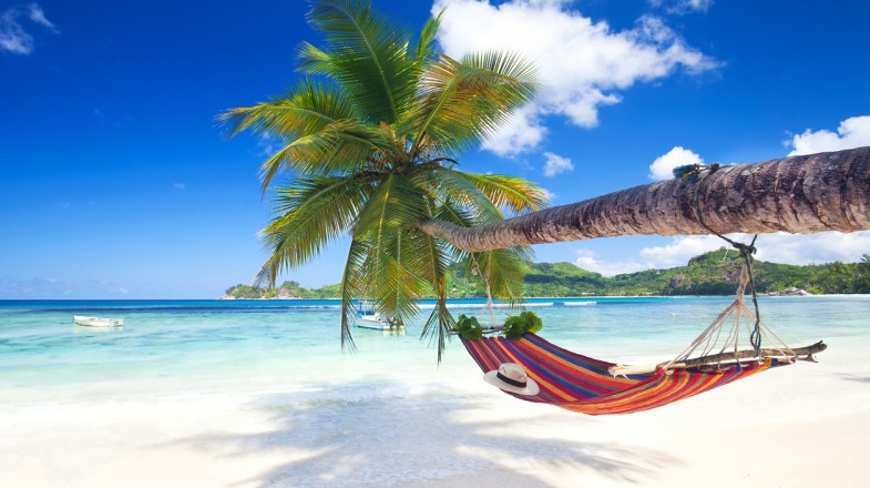 A hammock hangs on a big tree branch on a beach on a clear summer day.