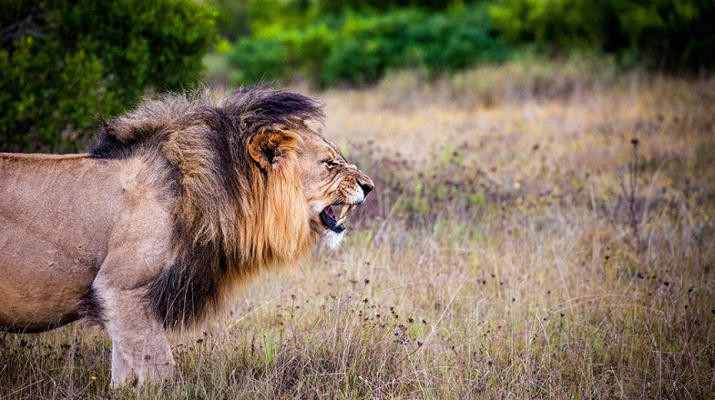 A lion is one of the Big five African game animals.