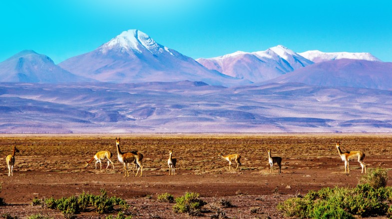A scenic landscape with Vicunas grazing on the Andes in Bolivia in July.