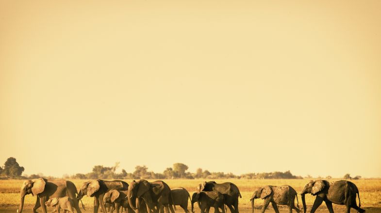 Best Time to Visit Botswana