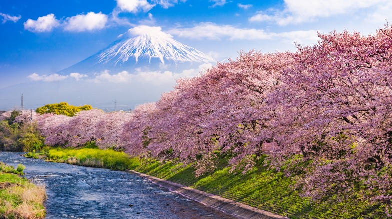 7 Destinations to See Cherry Blossoms Bloom Beyond Japan