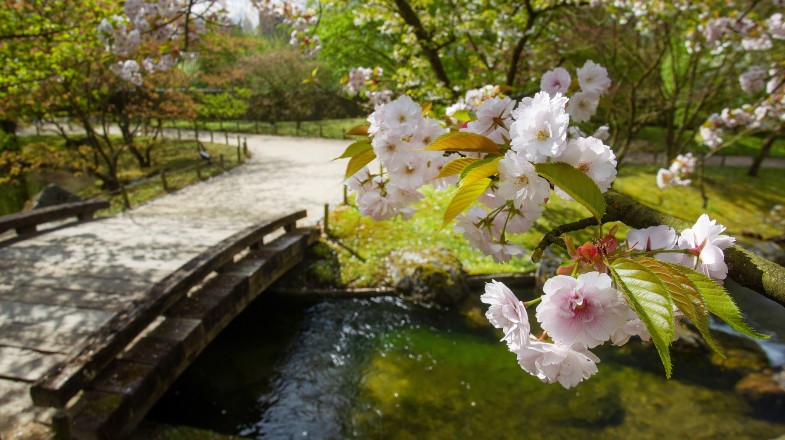 Cherry blossoms bloom in Hasselt, Belgium, in March.