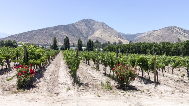Maipo Valley Wine Tour: The Nearest Wine Region from Santiago