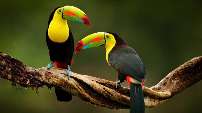 Taste the exquisite cuisine in Costa Rica Spot colorful birds and animals in Costa Rica during April