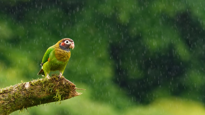 Costa Rica in July: Weather, Tips & Marine Life