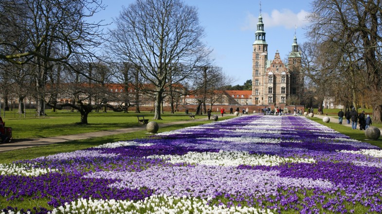 Experience Denmark in April: Delight in the vibrant hues of purple and white Crocus blooming in Rosenborg Castle's King's Garden. Crocus field in Rosenborg Castle, Denmark, in April.