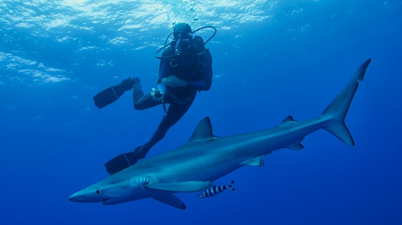 Sydney is a great place to go either scuba diving or snorkeling and provides great encounters with all kinds of marine life.