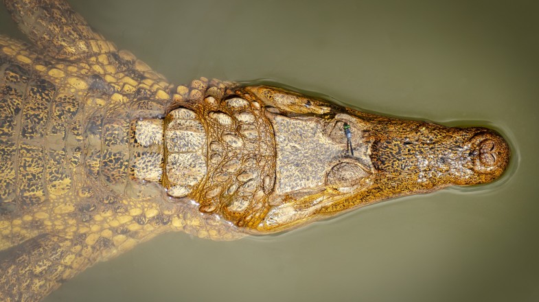 See Caimans in Ecuador in January.