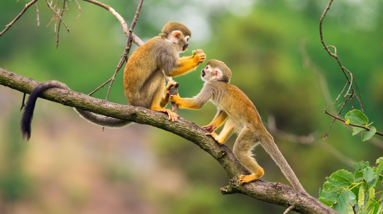 Ecuador in March: Weather Tips and Wildlife Viewing