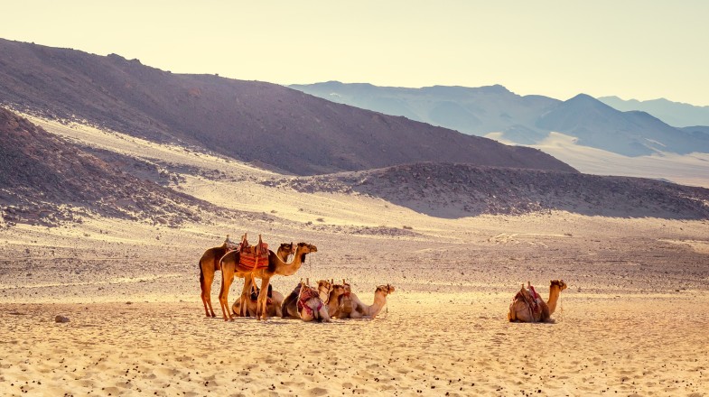 Do a camel safari in Egypt in April.
