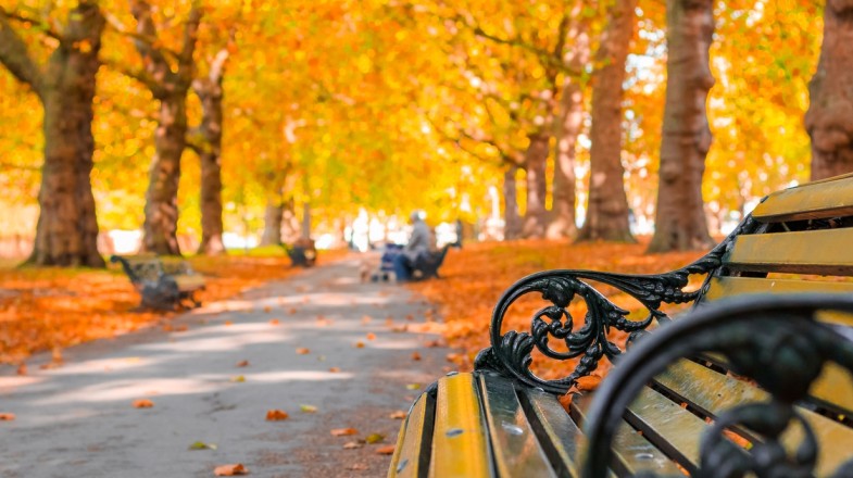 A typical fall afternoon at Green Park in England in November.