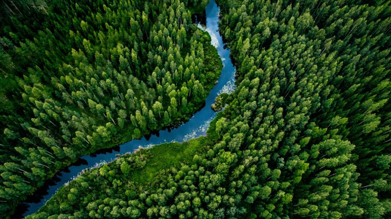 Exploring dense pine forests is one of the top things to do in Finland.