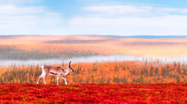 Finland displays a vivid spectrum of colors in the autumn months. Unicorn Reindeer on an autumn morning in Finland in September