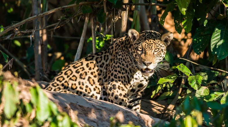 Best Ways to Travel From Cusco to Puerto Maldonado