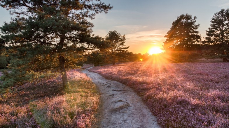 Heidschnuckenweg is called the most beautiful hiking trail in Germany