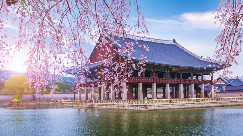 Spring is one of the best time to visit South Korea.