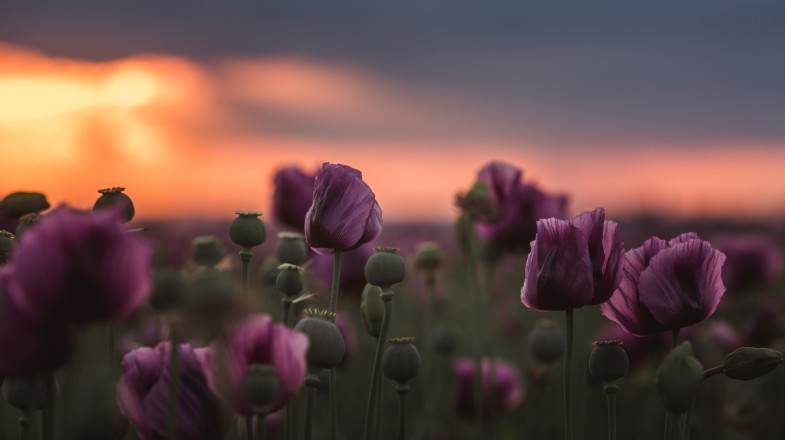Hungary in May: Warm Weather, Festivals and More