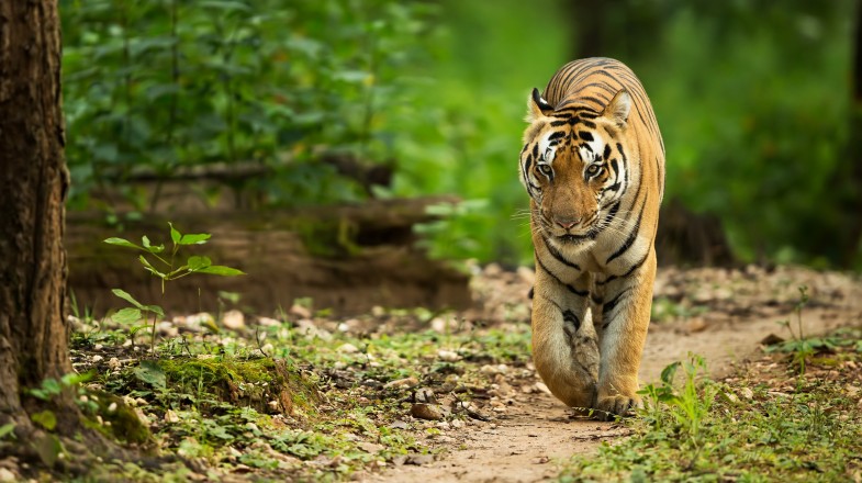 Kanha National Park, a central India forest, is known for its lush green cove in India in February.