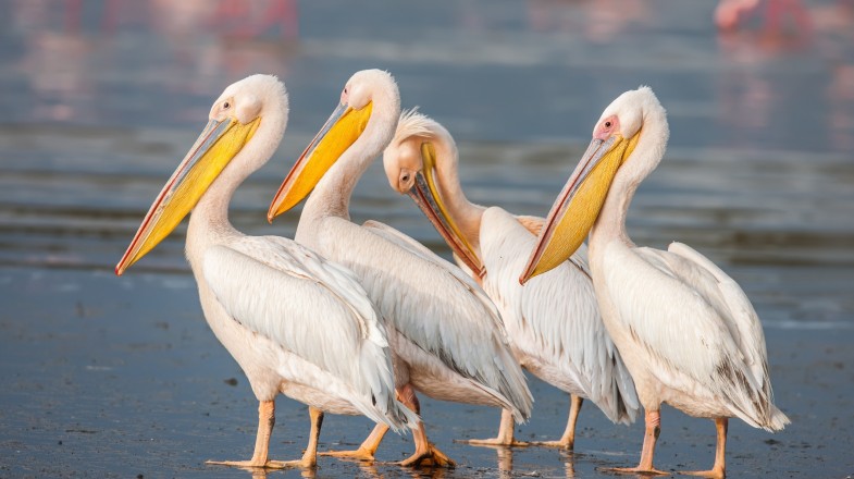 Witness the migratory birds, including the great white pelican, in Lake Nakuru National Park as they put their mating plumage on a gorgeous display. Great White Pelican in Kenya in April