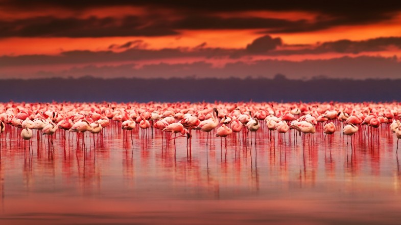 African flamingos in Kenya in December