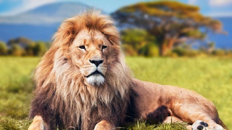 lion lying on the Savannah, Kenya in July