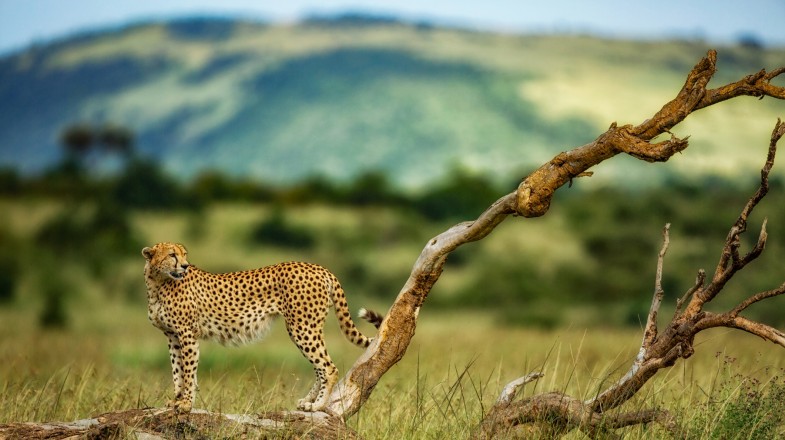 Cheetah in Kenya in November