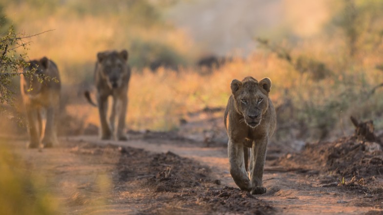 Best Time to Visit Kruger National Park