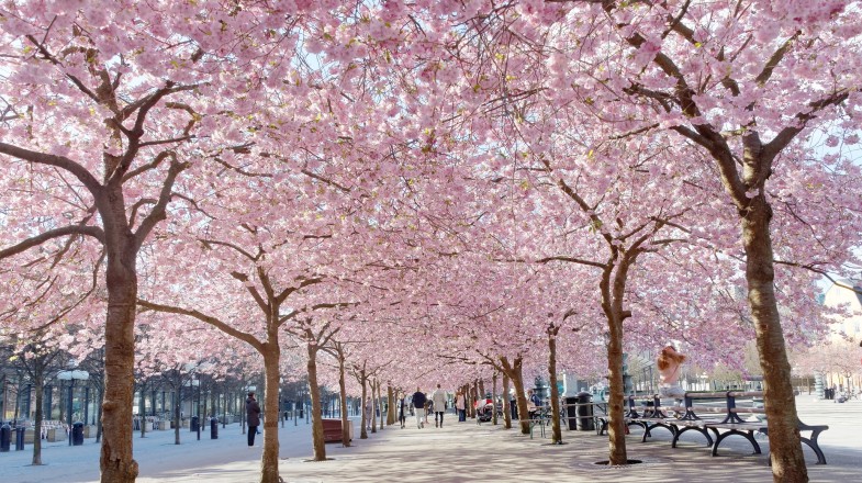 Cherry blossom tress at Kungstradgarden, Sweden, in April.