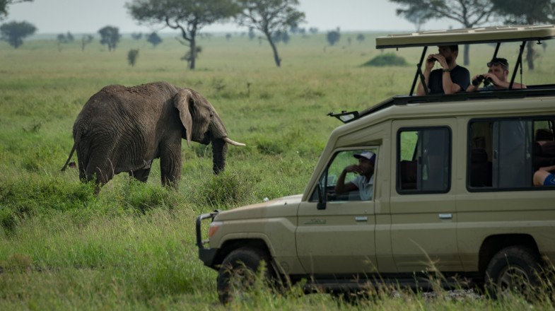 10 Best Wildlife safaris and game drives Tours in 2024/2025 | Bookmundi