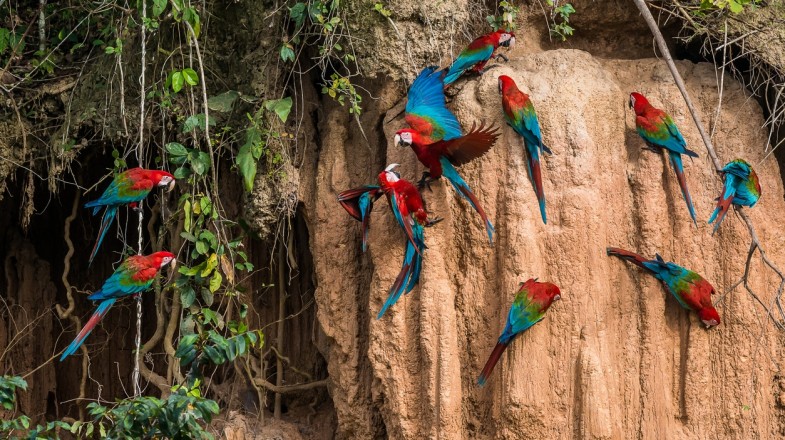 11. Manu National Park