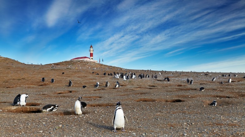 Isla Magdalena Tour: Play with Penguins