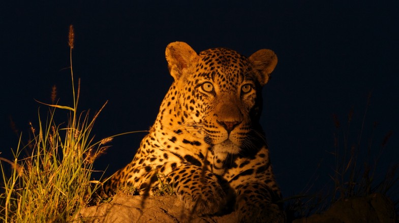 Game Reserves entertain night safari which can be a truly memorable experience and is the only way to see some of the nocturnal animals.