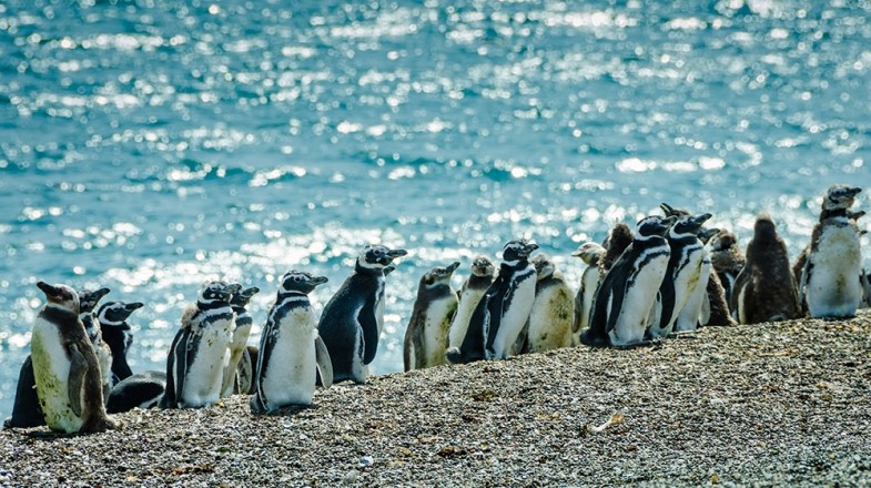 Puerto Madryn welcomes thousands of foreigners and tourists to enjoy its stunning beaches, explore its coastal landscapes, and experience a one-of-a-kind marine