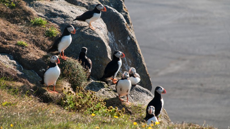 Puffins spotted in Vik: Highlight of traveling from Reykjavik to Vik.