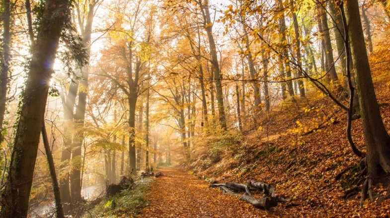 Rheinsteig is a famous hiking trail in Germany