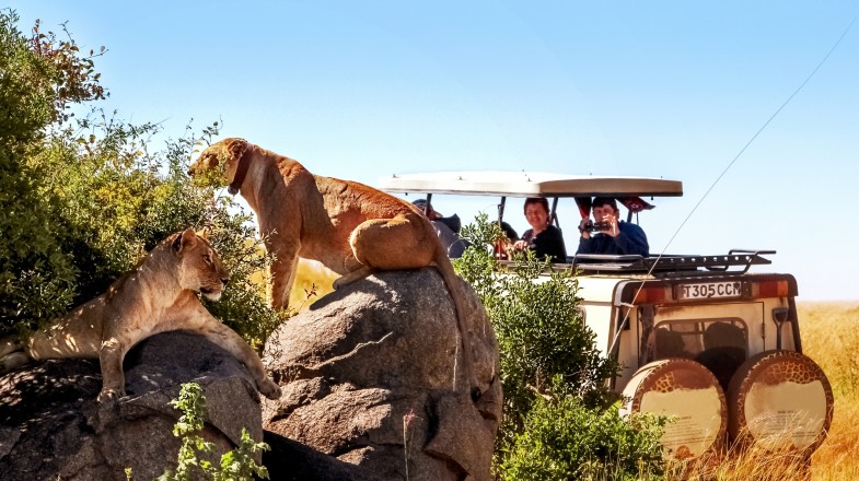 Tourists game driving Tanzania in September taking a picture of two lionesses.