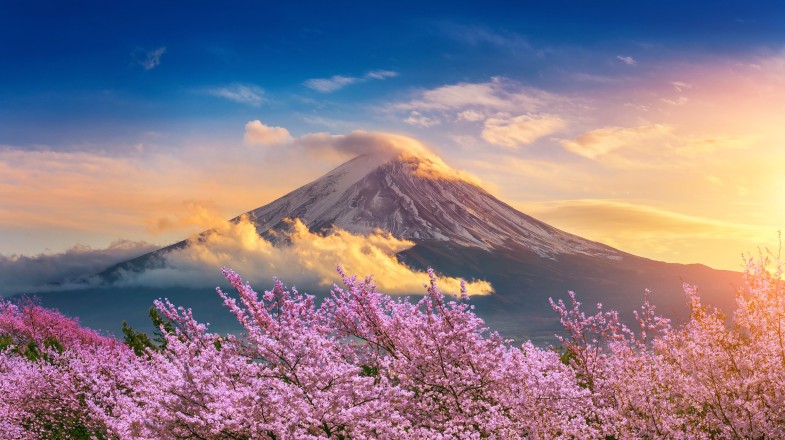 See Mount Fuji behind cherry blossoms on self guided tours of Japan.