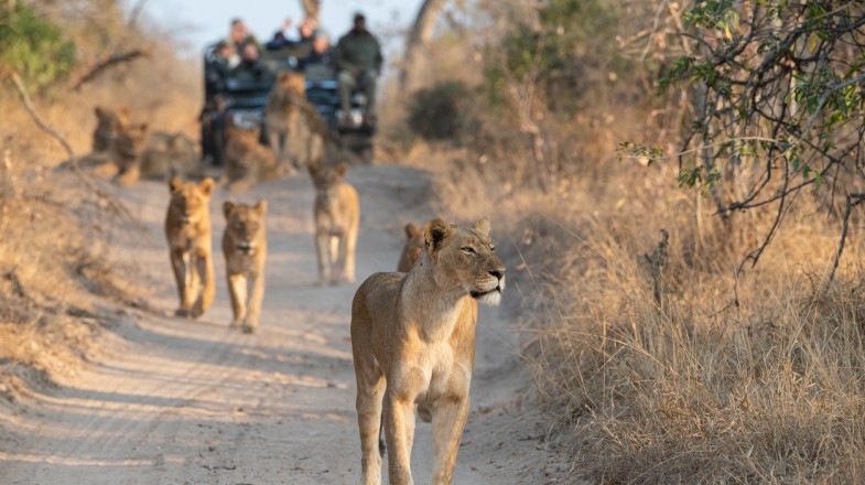 Eco-friendly Wildlife Safari