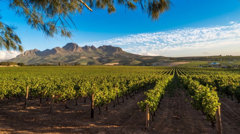 Beautiful landscape of Cape Winelands, wine growing region in South Africa.