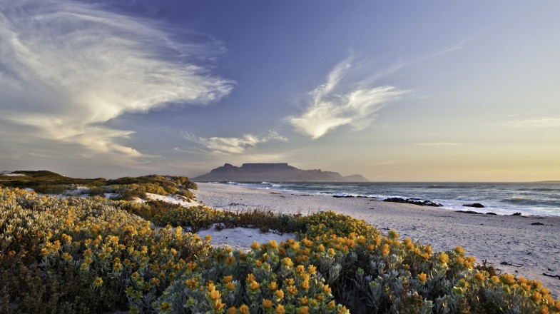 Spring in South Africa brings out the shine of the flowers making the entire country gorgeous. A scenic view of Table mountain in Cape Town in South Africa in October.
