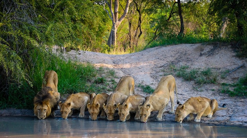 safari holidays in south africa