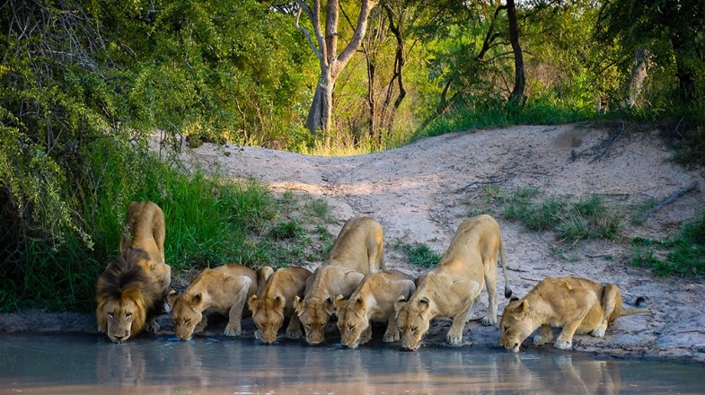 South Africa is one of the continent’s pre-eminent safari destinations, and while catching sight of some of Africa’s most distinctive wildlife in its natural habit