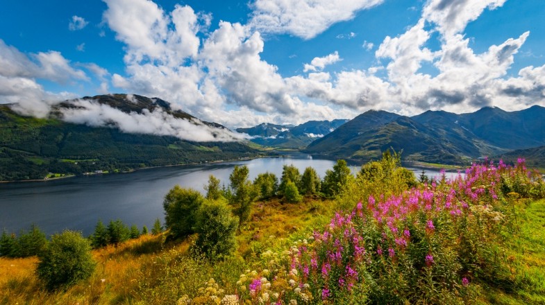 Flowers are blooming in Loch Duich in the Highlands in Scotland in April.