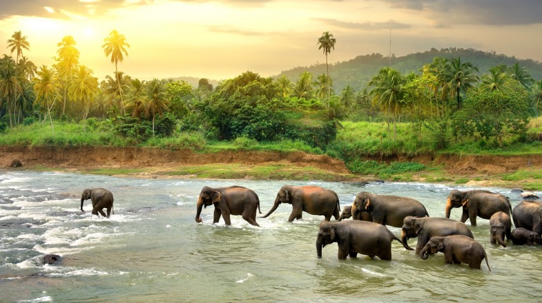 A 10-day itinerary in Sri Lanka can include witnessing elephant congregations in Yala National Park.