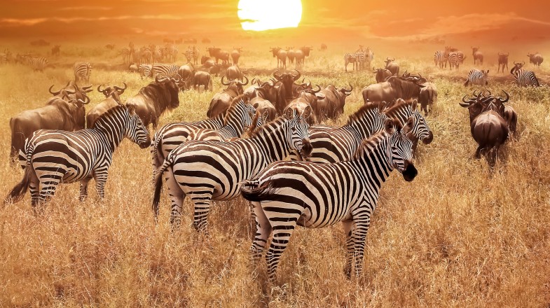 Summer in Tanzania: Weather and Top Destinations