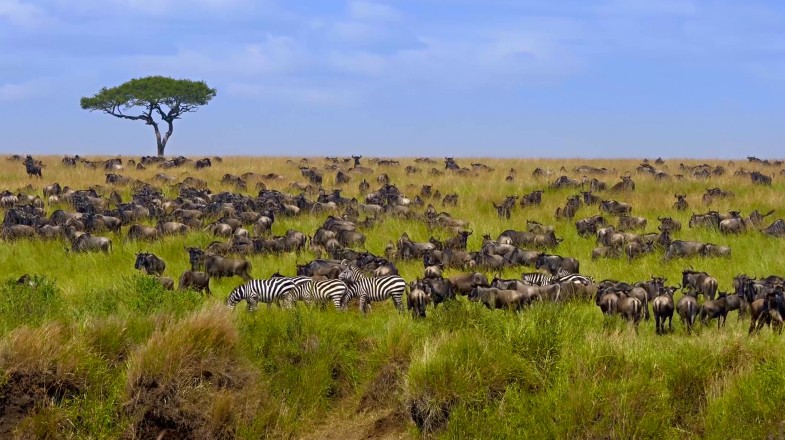 Herds of wildebeests and zebras in a sprawling green landscape.
